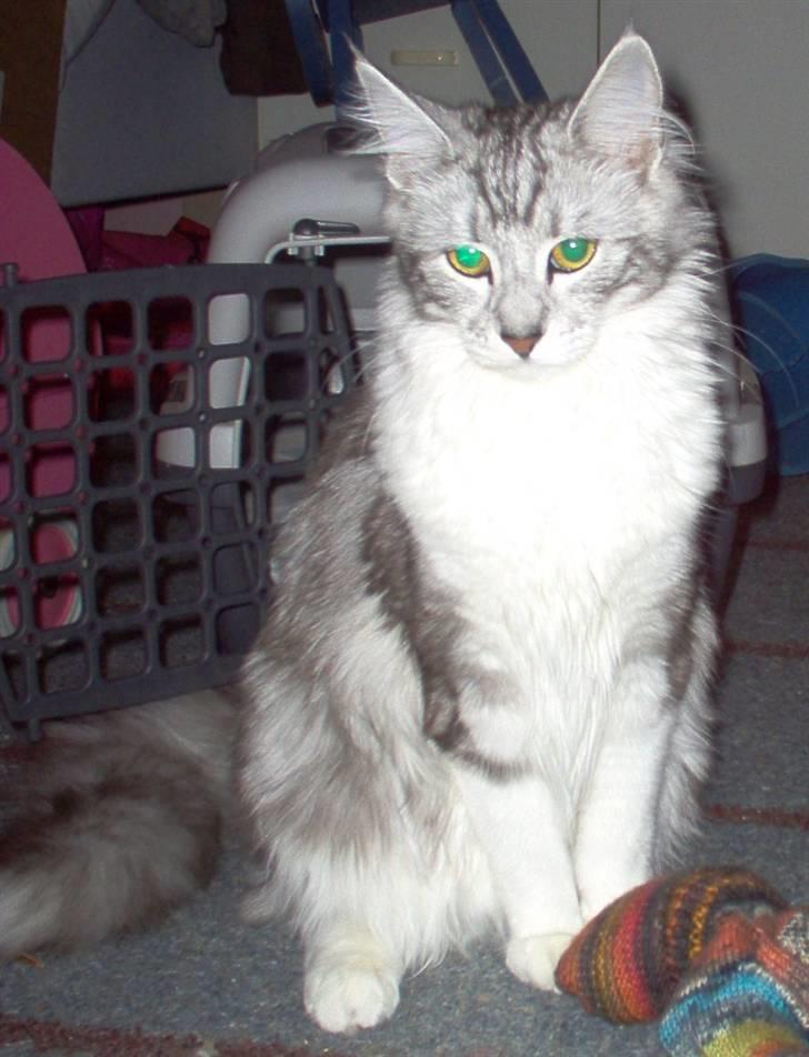 Blanding af racer Satin Snowshoes billede 7