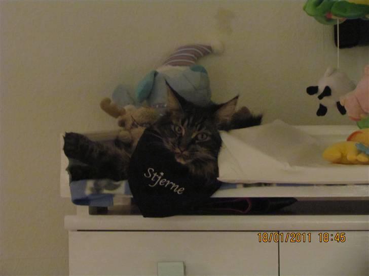 Maine Coon Misja - Stjerne ! billede 3