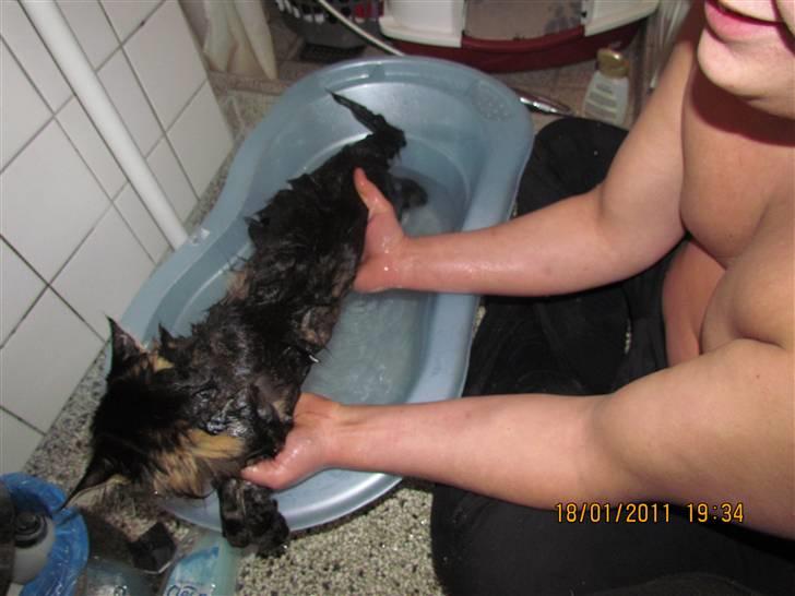 Maine Coon Misja - Misja i bad ;) billede 4