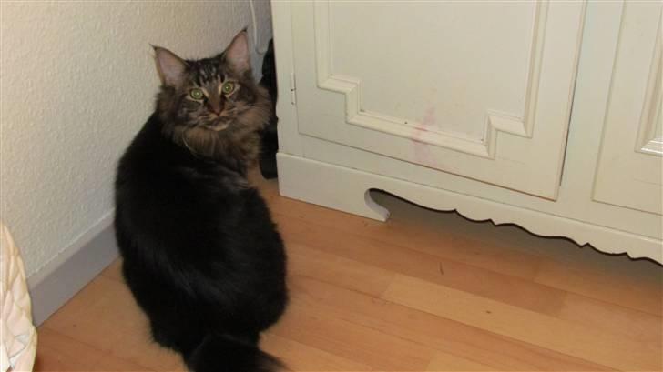 Maine Coon Misja billede 5