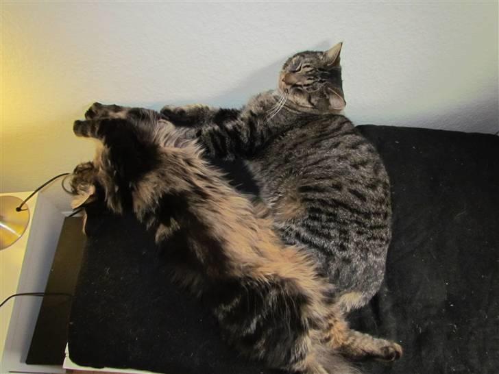 Maine Coon Misja - Hygger med brormand :) billede 6