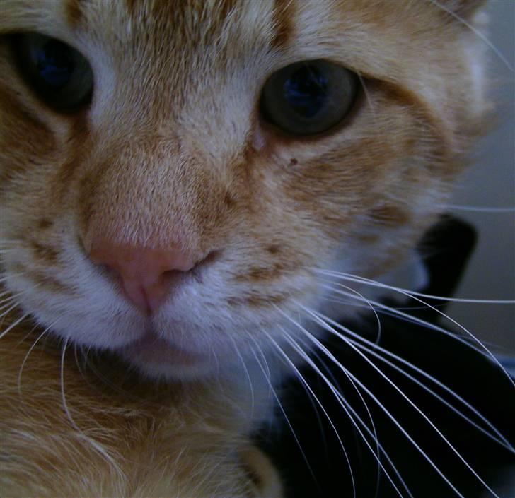 Huskat Loui billede 1