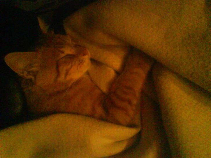 Huskat Loui billede 2