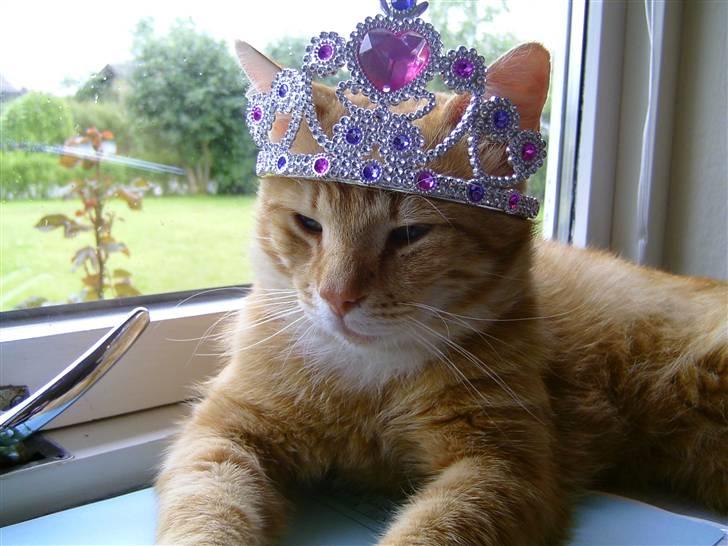 Huskat Loui billede 3