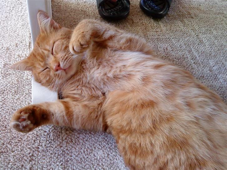 Huskat Loui billede 4