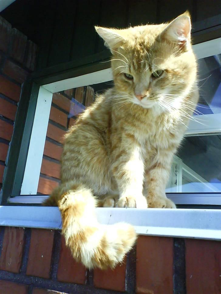 Huskat Loui billede 5