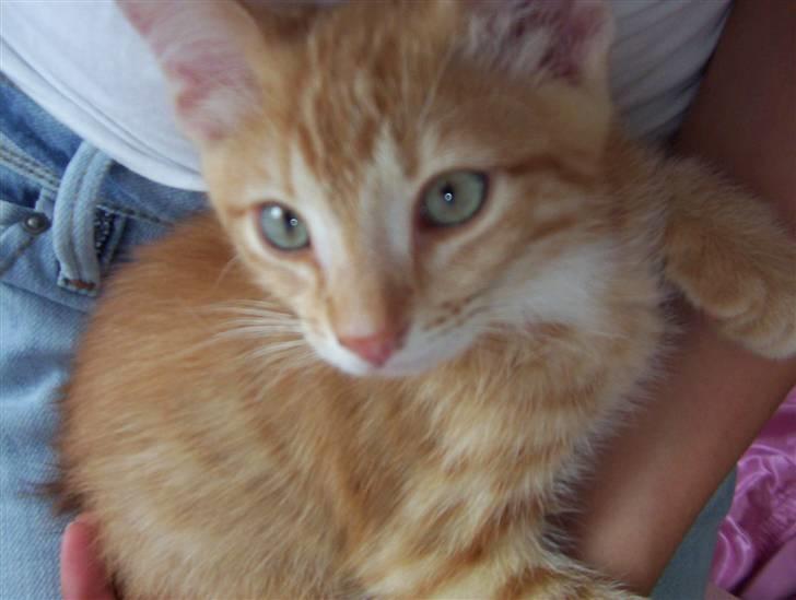 Huskat Loui billede 6