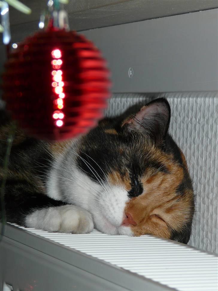 Huskat Fiona - FORDI DU ER FOTOGEN OG GODT KAN LIDE AT LIGGE PÅ REDIATOREN!:-D<33 Julen 2010 billede 11