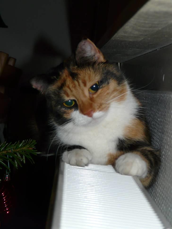 Huskat Fiona - Julen 2010 billede 12