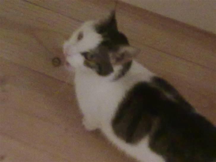 Huskat ole bent ( AFLIVET) billede 11