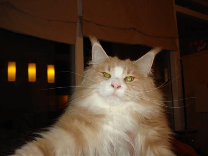 Maine Coon Mikkel Kessler billede 1