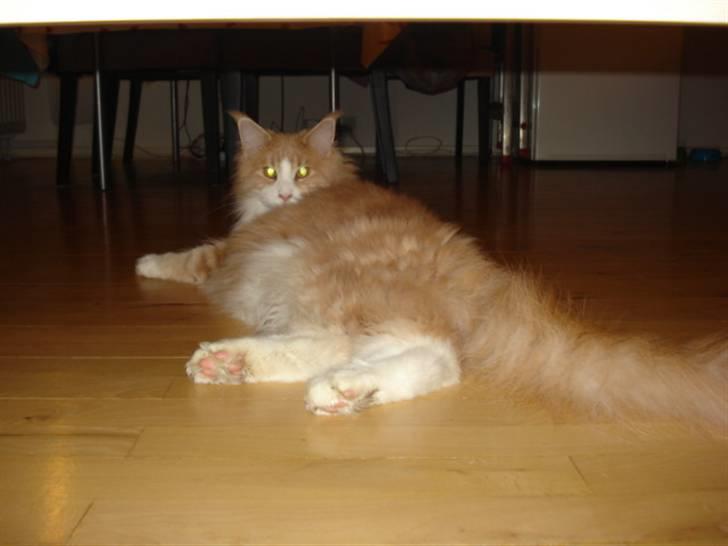 Maine Coon Mikkel Kessler billede 2