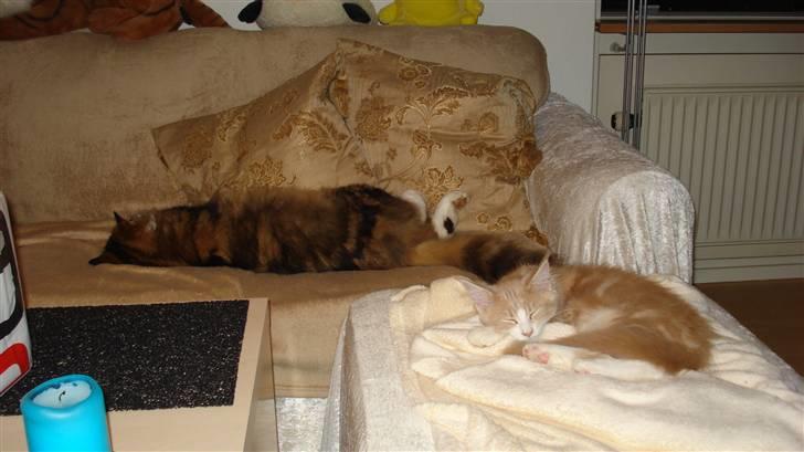 Maine Coon Mikkel Kessler billede 3