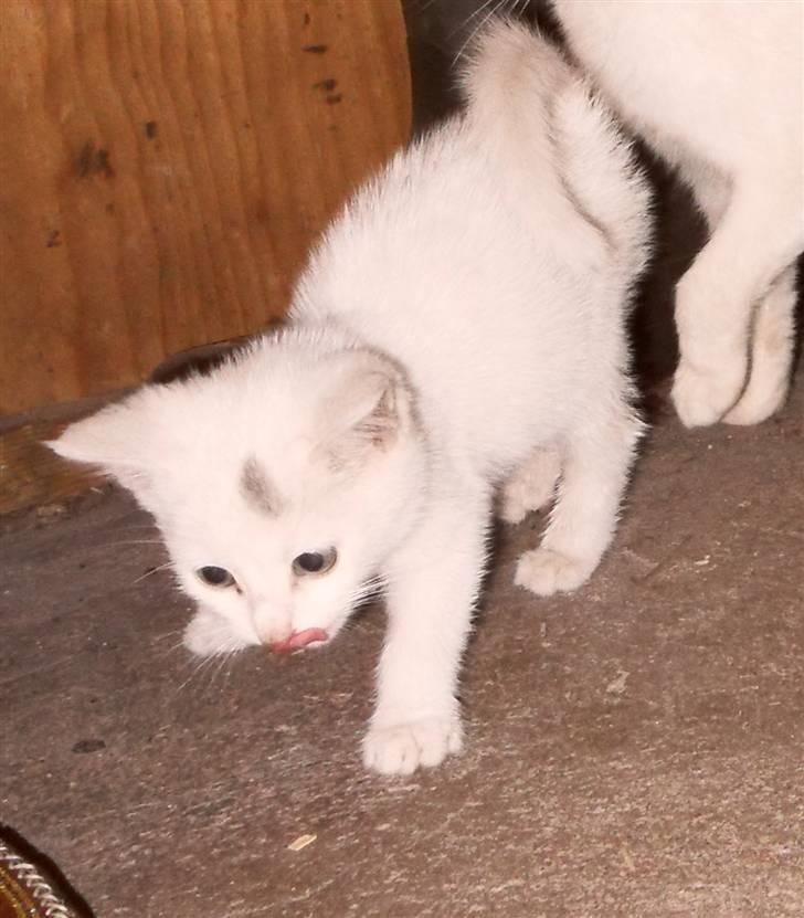 Huskat lucky billede 1