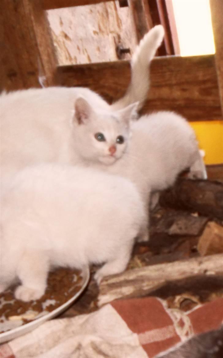 Huskat lucky billede 2