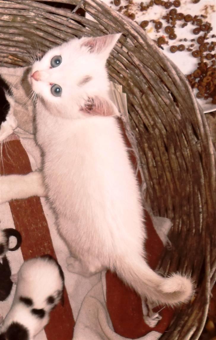 Huskat lucky billede 3