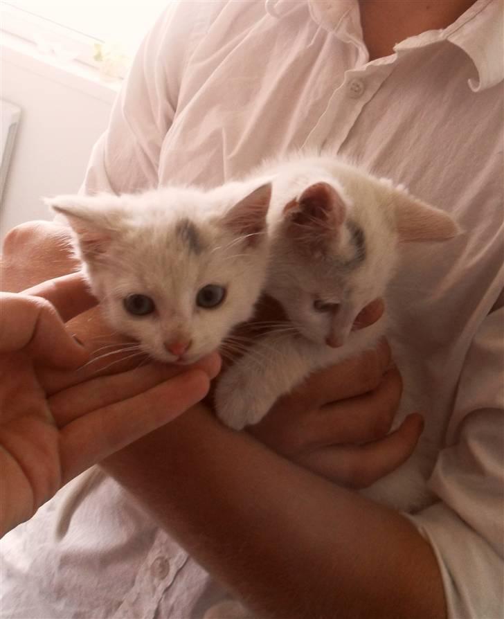 Huskat lucky - her sammen med hans eneste søster (resten overlevede ikke) :( billede 4