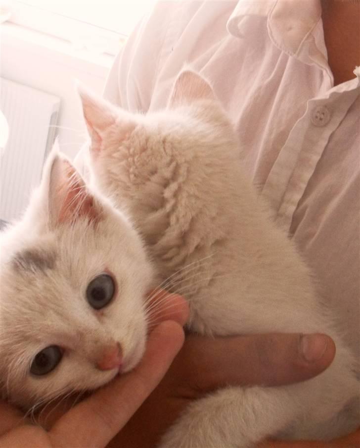 Huskat lucky billede 5