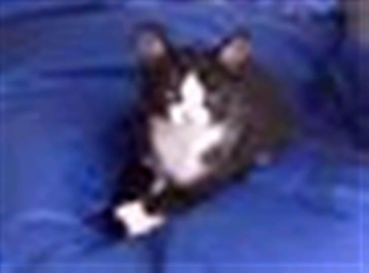 Huskat piv billede 13