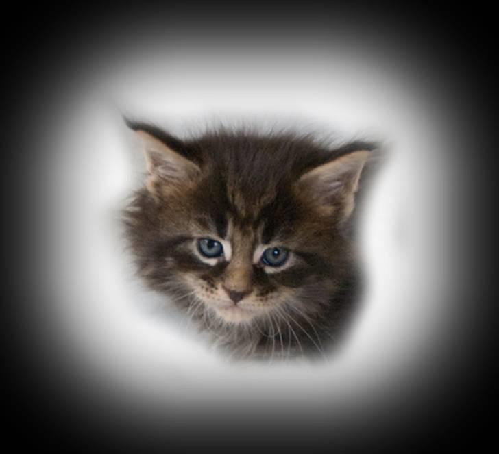 Maine Coon EkiriCoon´s Calypso billede 8