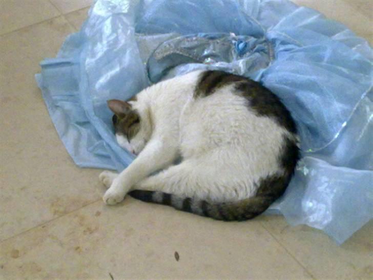 Huskat ole bent ( AFLIVET) billede 12