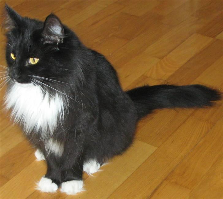 Norsk Skovkat Himmark Miss Meat Loaf -  Himmark´s Miss Meat Loaf( Missi )den 04-02-2011 ca 4 uge hend  billede 13