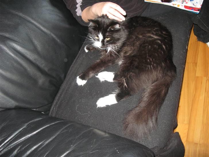 Norsk Skovkat Tantus KitKat Død den 11-10-2011 - Tantus KitKat  er ca 4 uger hend  den 04-02-2011 billede 20