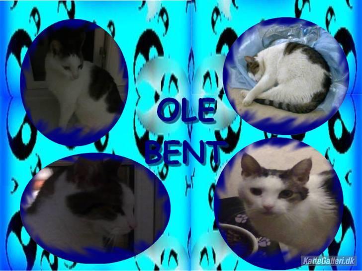 Huskat ole bent ( AFLIVET) billede 13