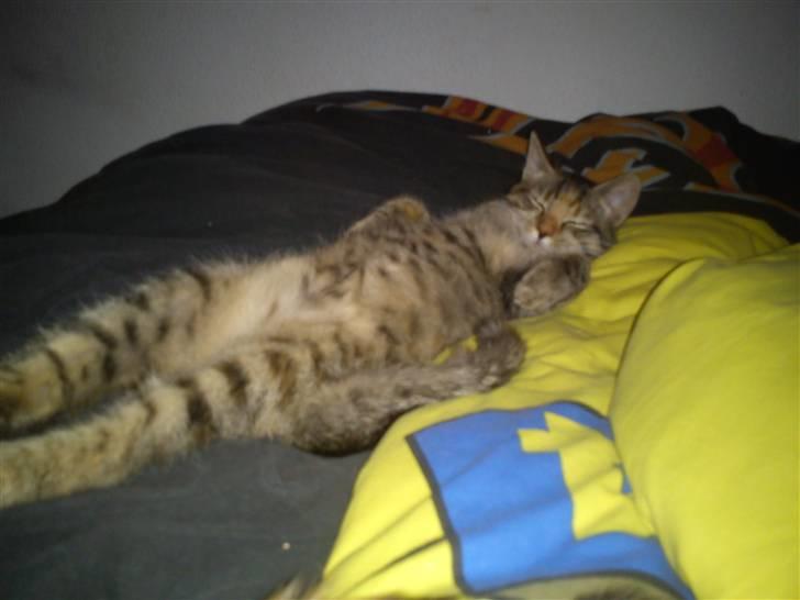 Blanding af racer pjuske  - pjuske som ligger og feder den at på sovesofa  billede 1