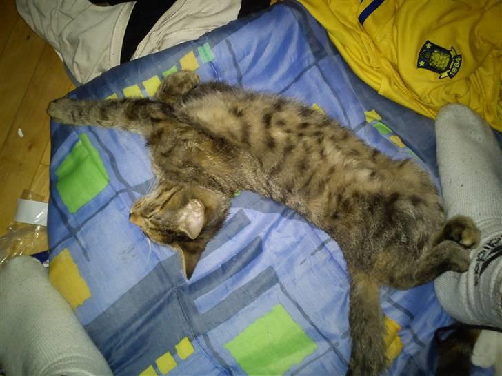 Blanding af racer pjuske  billede 2