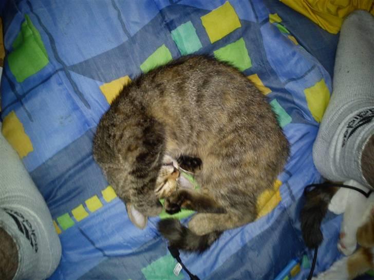 Blanding af racer pjuske  billede 4