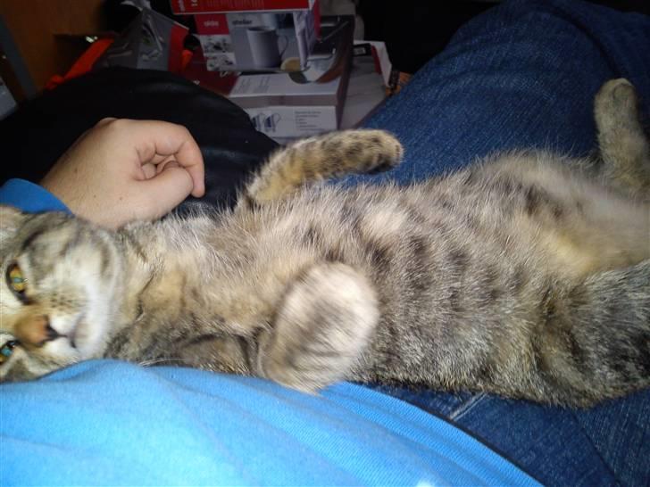 Blanding af racer pjuske  billede 5