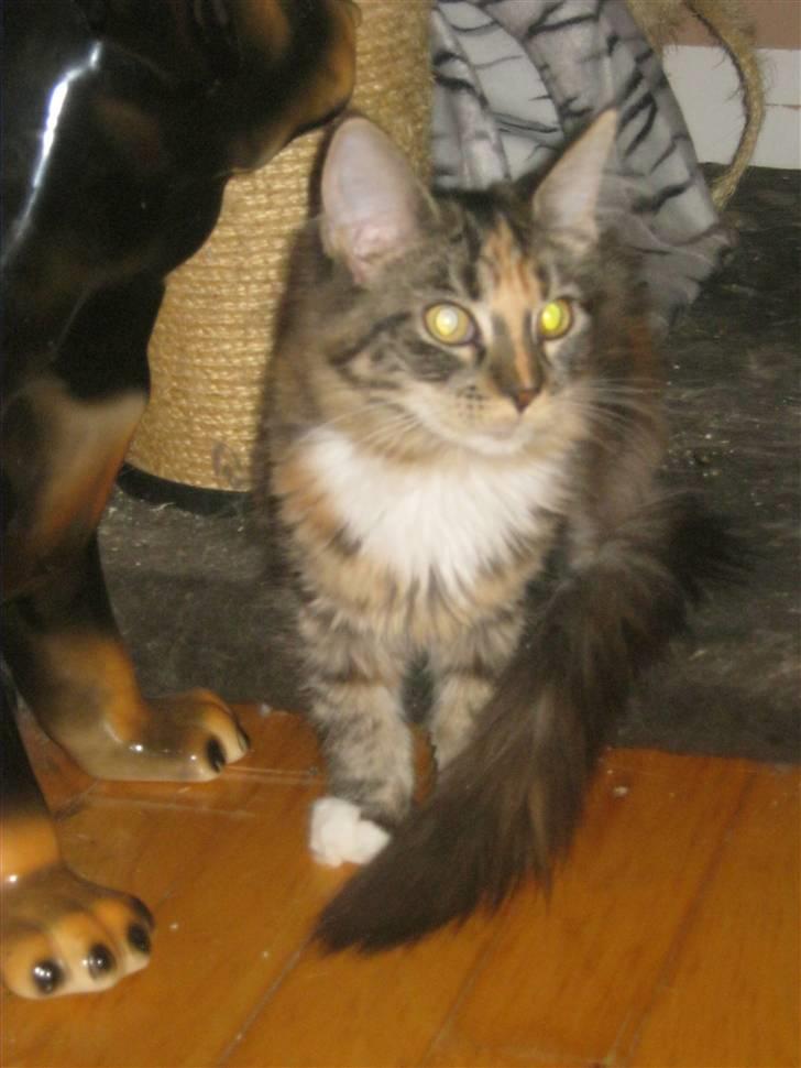 Maine Coon lykkekatte Lakota billede 12