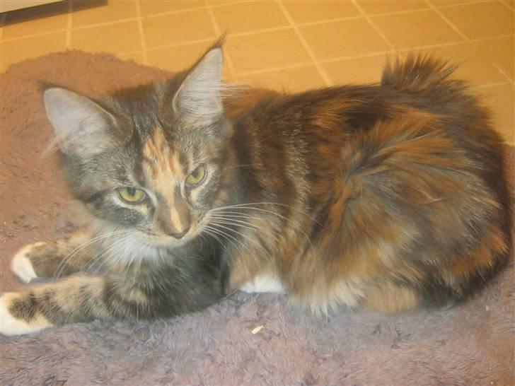 Maine Coon lykkekatte Lakota billede 13