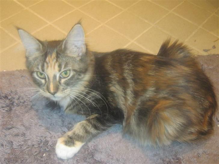 Maine Coon lykkekatte Lakota billede 14