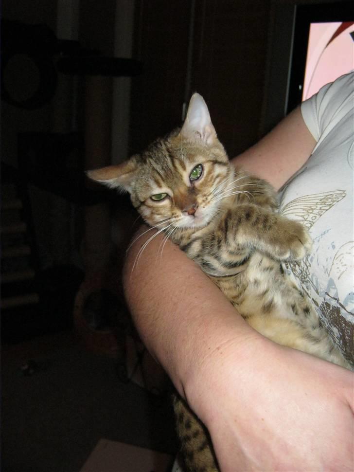 Bengal lykkekatte Melody billede 14