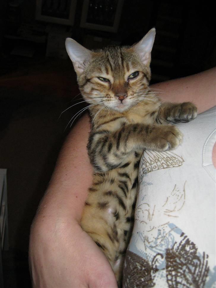 Bengal lykkekatte Melody billede 15