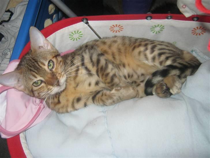 Bengal lykkekatte Melody billede 16