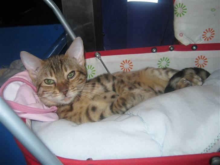 Bengal lykkekatte Melody billede 17