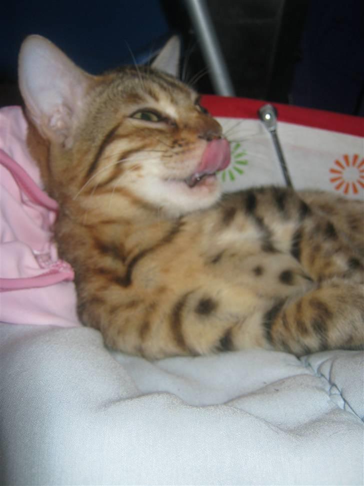 Bengal lykkekatte Melody billede 18