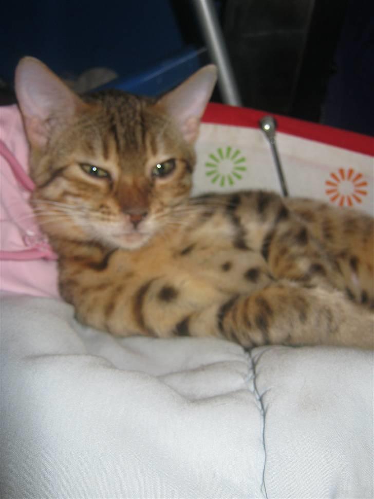 Bengal lykkekatte Melody billede 19