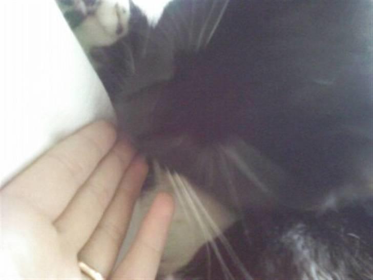 Huskat Pjevs billede 2