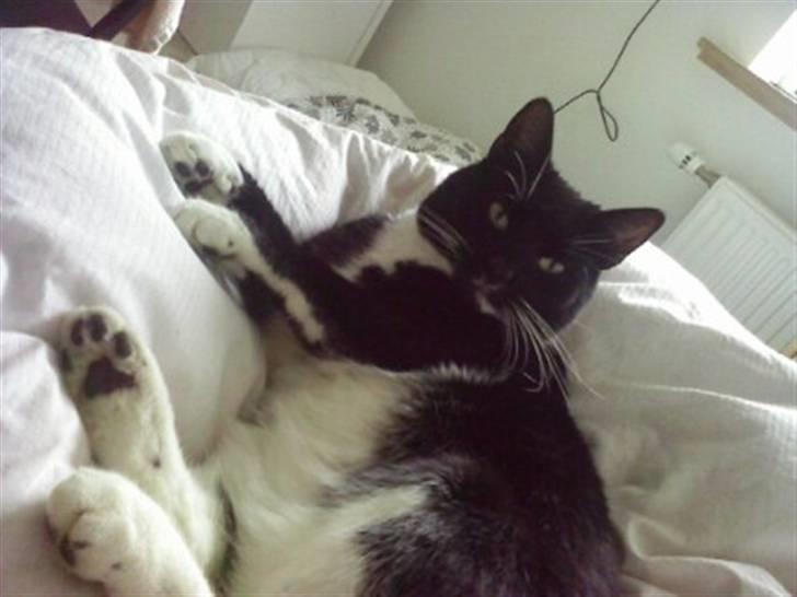 Huskat Pjevs billede 3