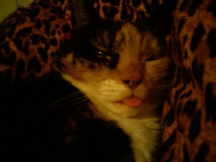 Huskat Marie billede 1