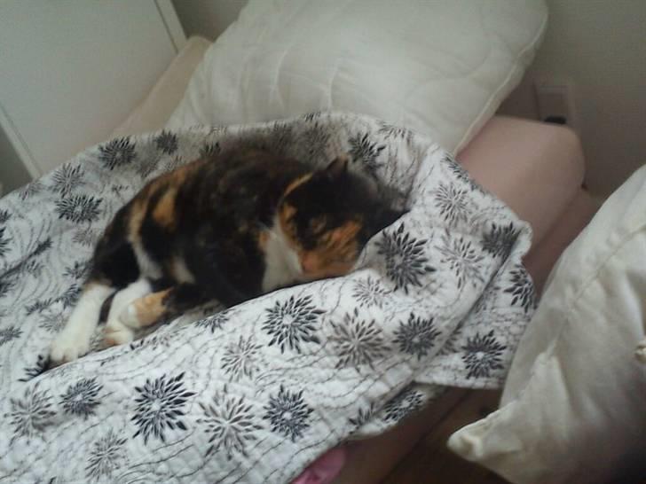 Huskat Marie billede 2