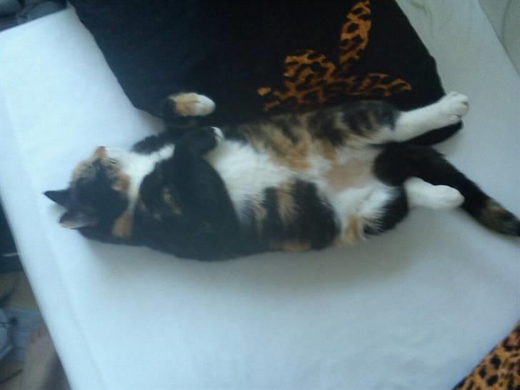 Huskat Marie billede 3