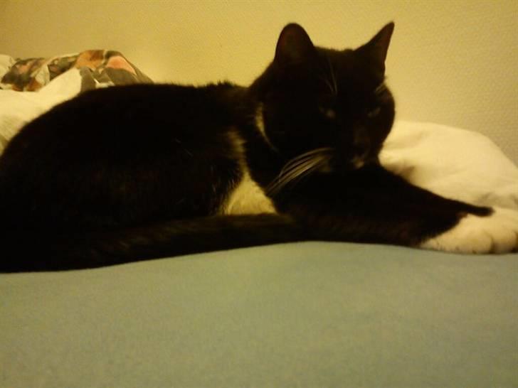 Huskat Pjevs billede 4