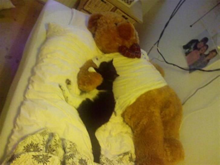 Huskat Pjevs billede 5