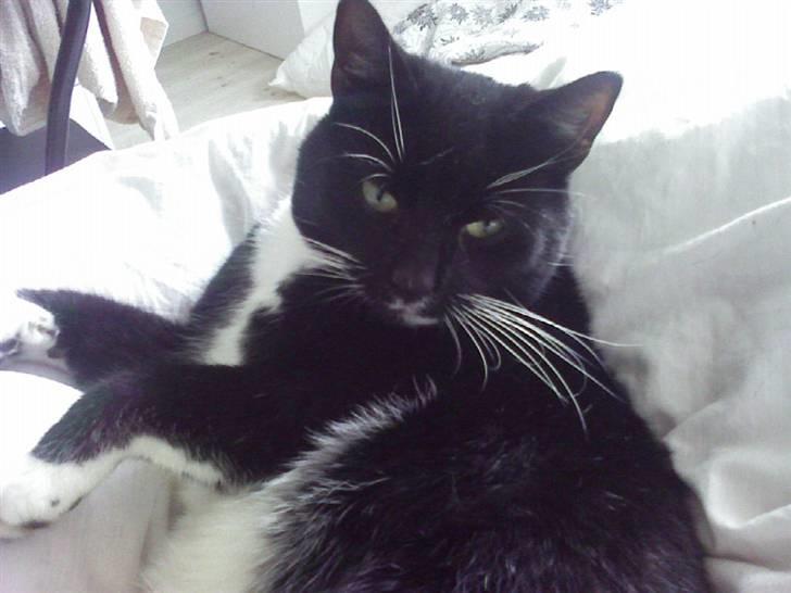 Huskat Pjevs billede 6