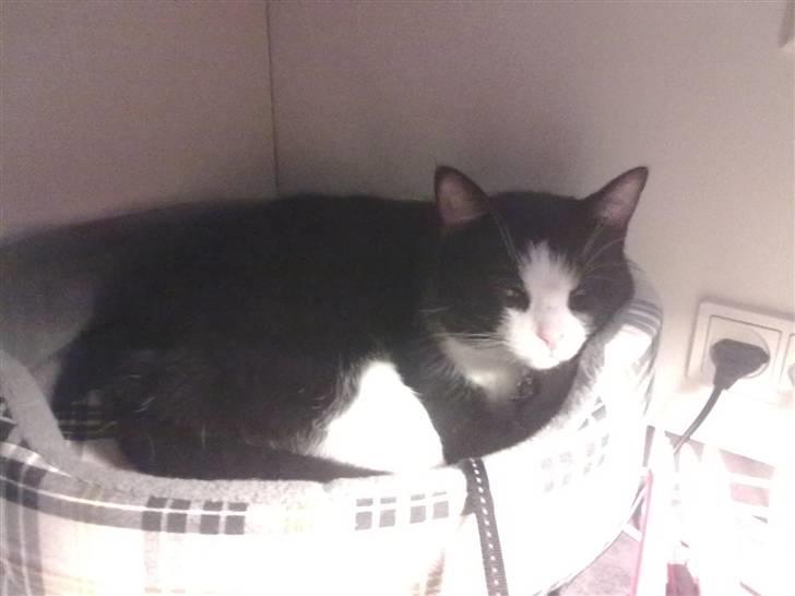 Huskat piv billede 14